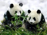 Panda Bear Games at AnimalPetGames.com