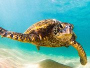 Sea Turtle Survival Category Image Sea Turtle Survival Game