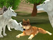 Play Wild Wolves Hunger Attack Wild Wolves Hunger Attack Game Online