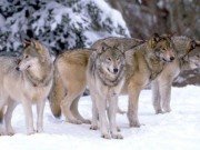 Wolf Games Category Image Wolf Games at AnimalPetGames.com